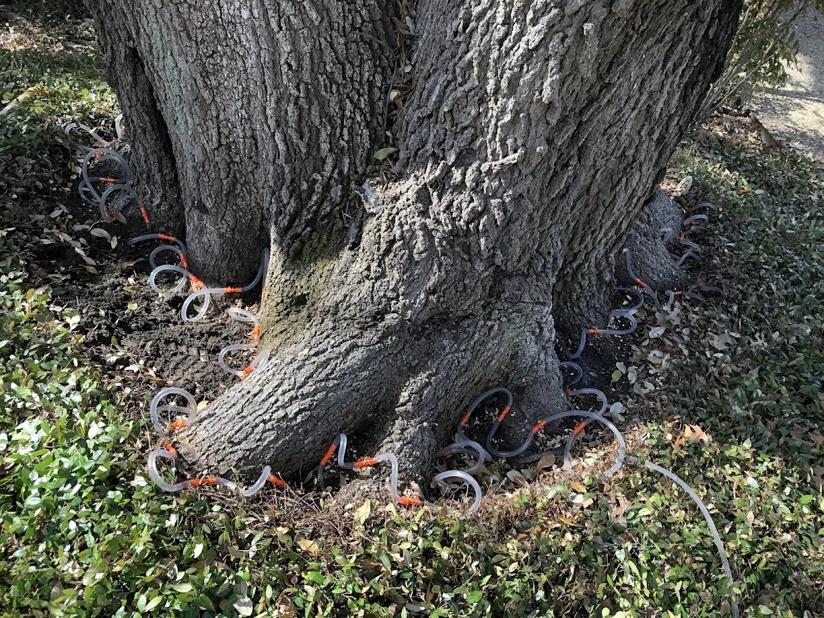 Detailed Tree Cabling and Bracing job site in Colliersville