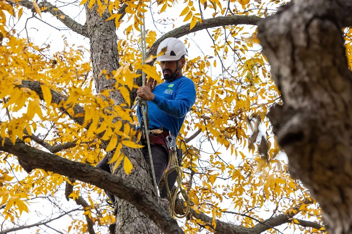 Skilled Tree Pruning crew working in Colliersville