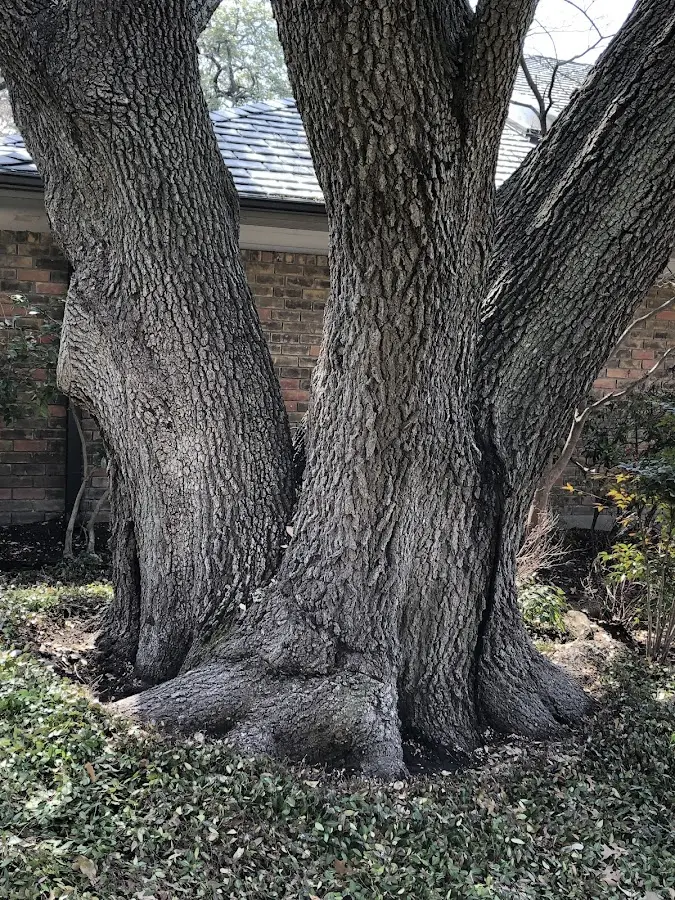 Mature heritage tree close to a Colliersville property cared for by certified arborists